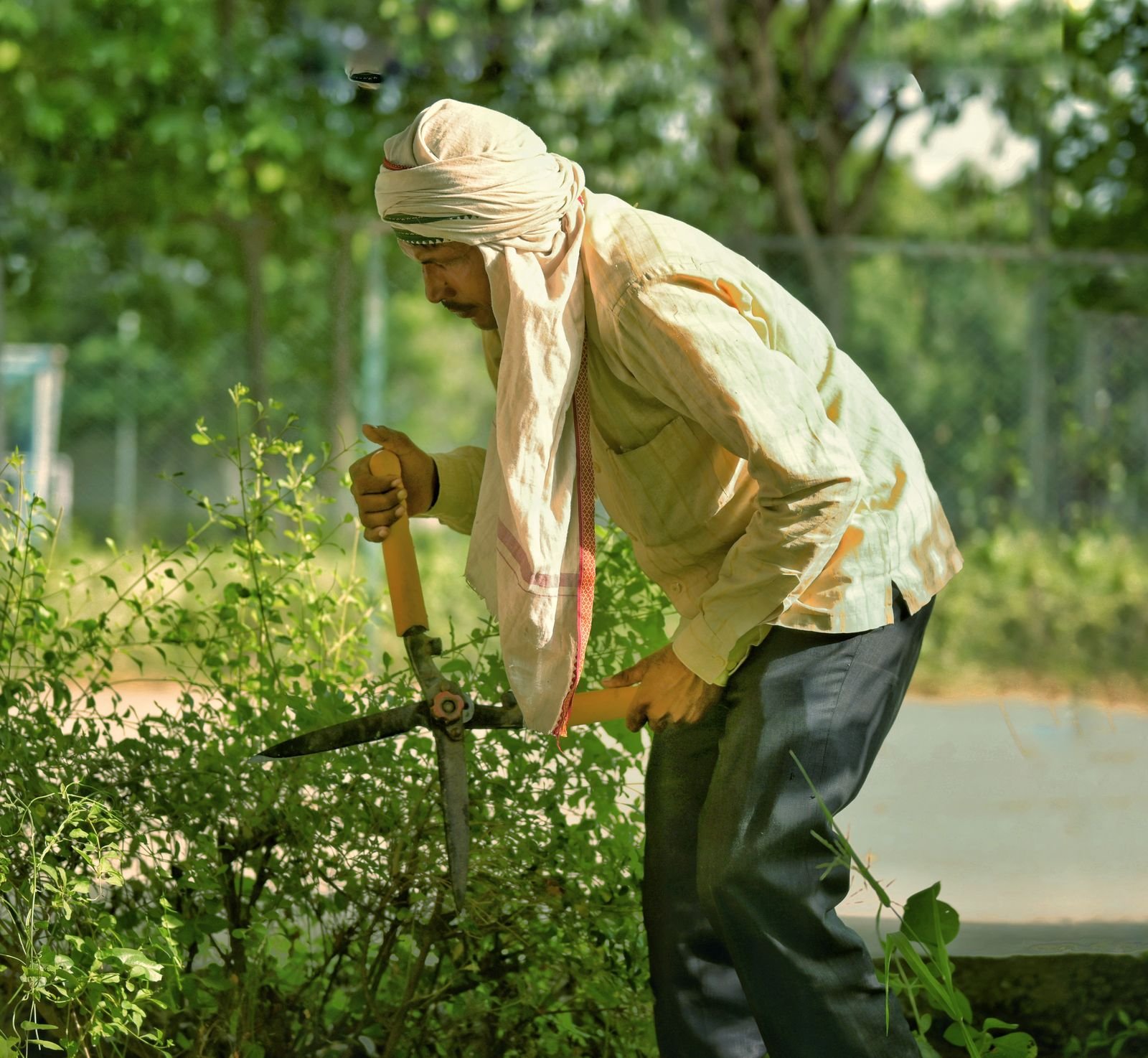 Gardener shaping a hedge with garden shears